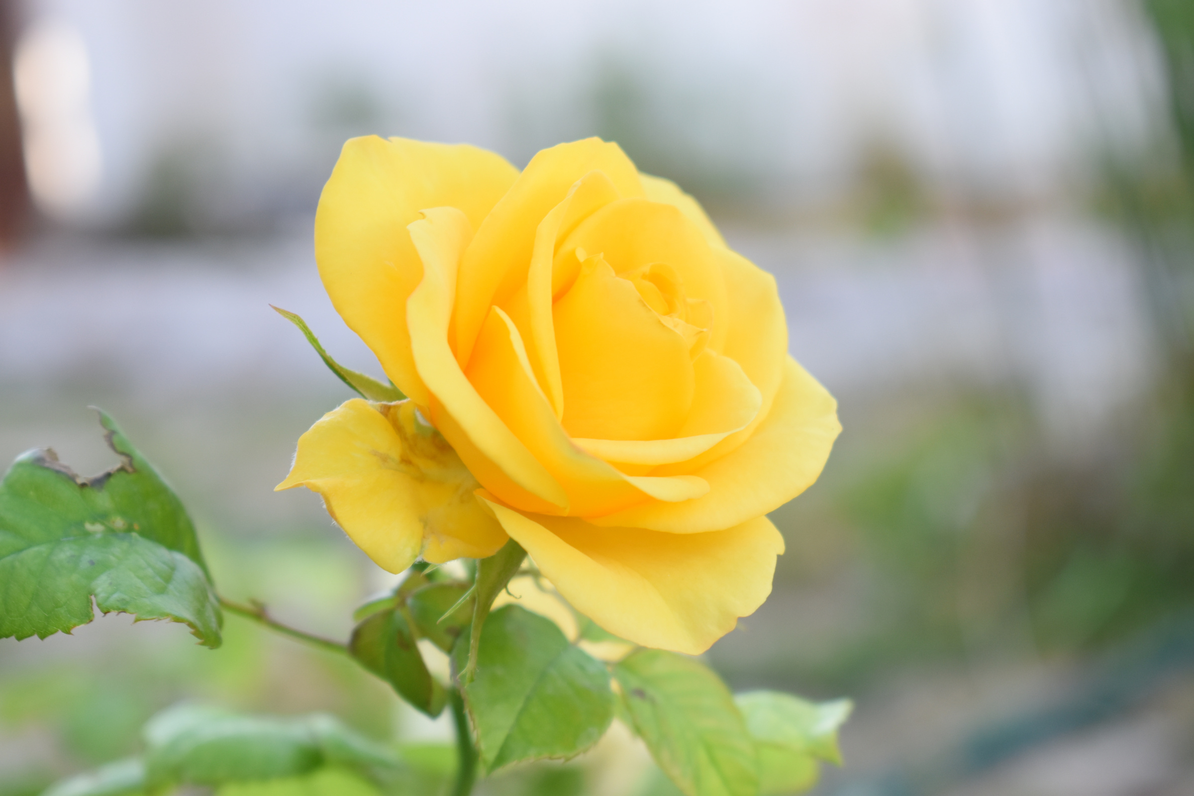Yellow Rose in Bloom